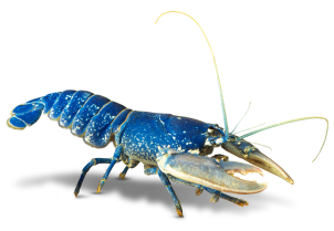 Mersea Plateau De Fruits De Mer Benesse Maremne Af